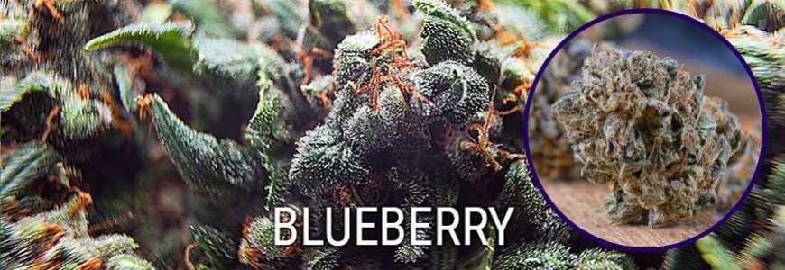 Blueberry, l'infiorescenza fruttata e rinfrescante